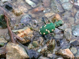 Le Tavole del Forum. Tav. I   Col. Carabidae Cicindelinae